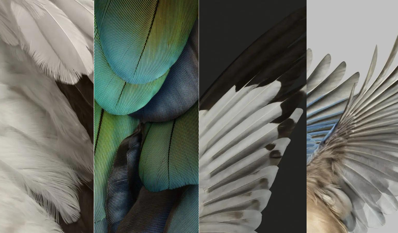 Google discloses fact about Pixel's bird feathers wallpapers - Real Mi ...